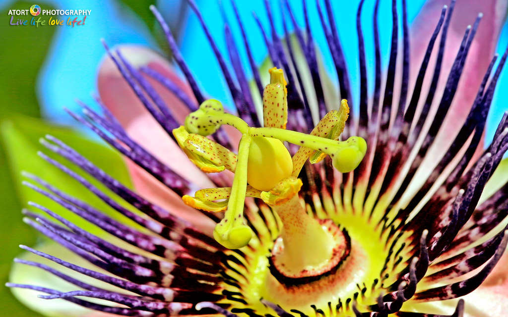 Passionflowerfb