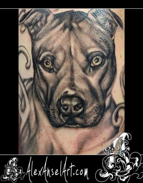 Wr_pitbull