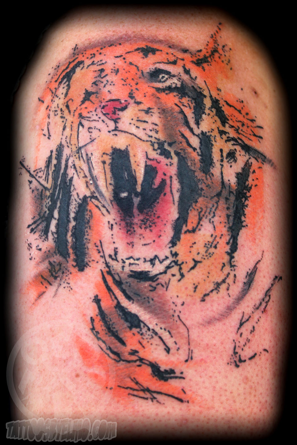 Tiger-jpg
