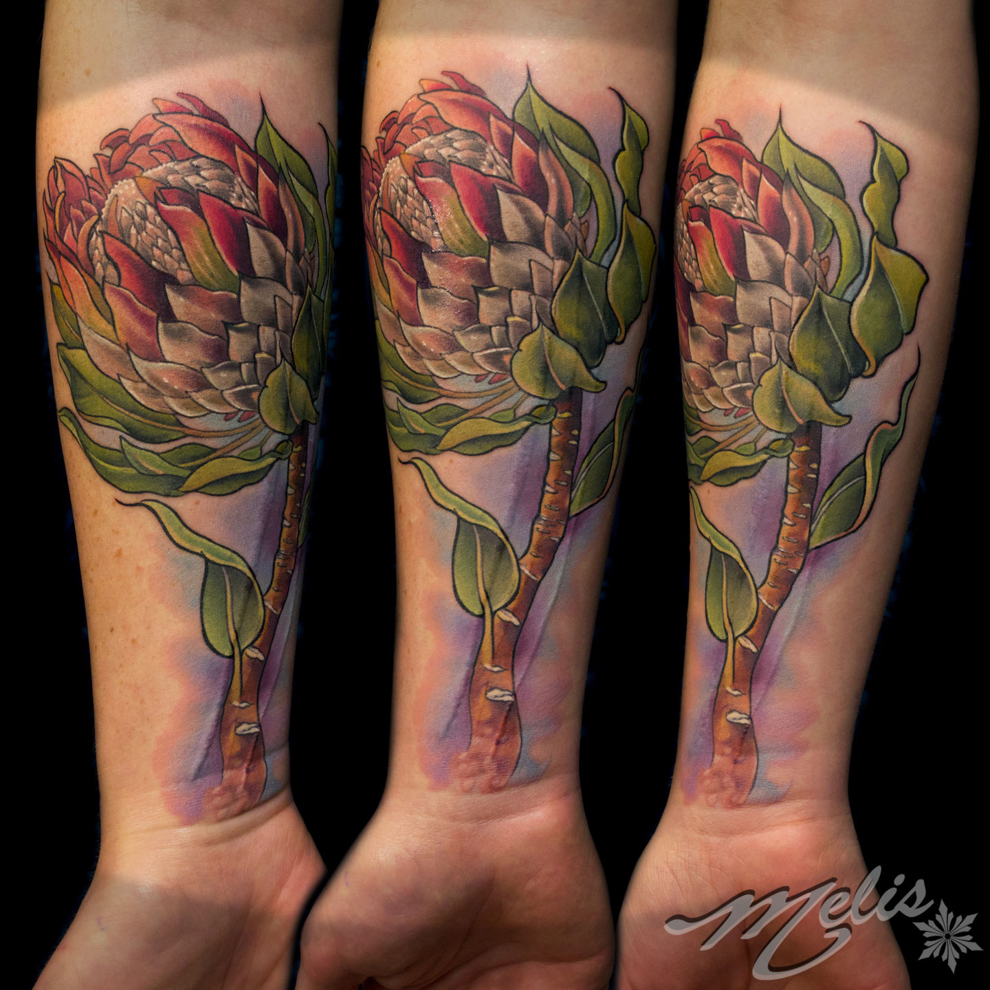 Melissa-fusco-denver-colorado-tattoo-artist-king-protea-flower-jpg