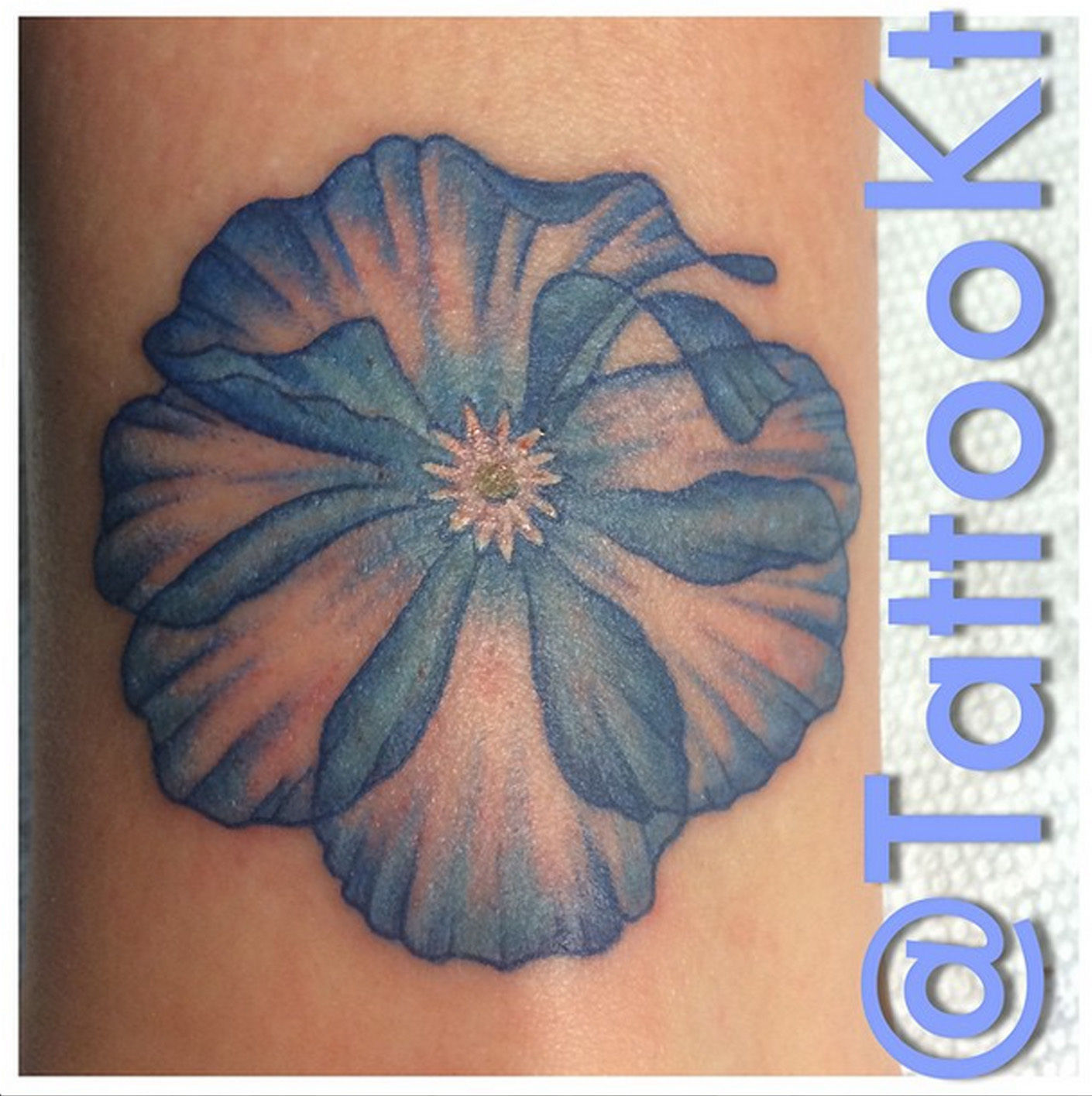Bluepoppy-jpg