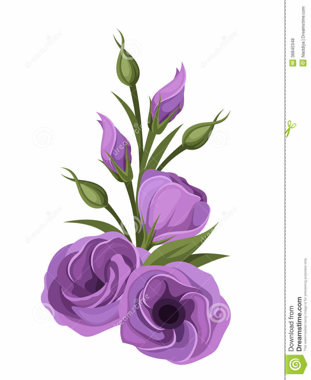 Purple-lisianthus-flowers-illustration-isolated-white-background-36845348