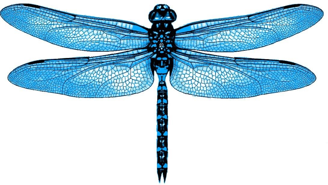 Il_fullxfull.16604776