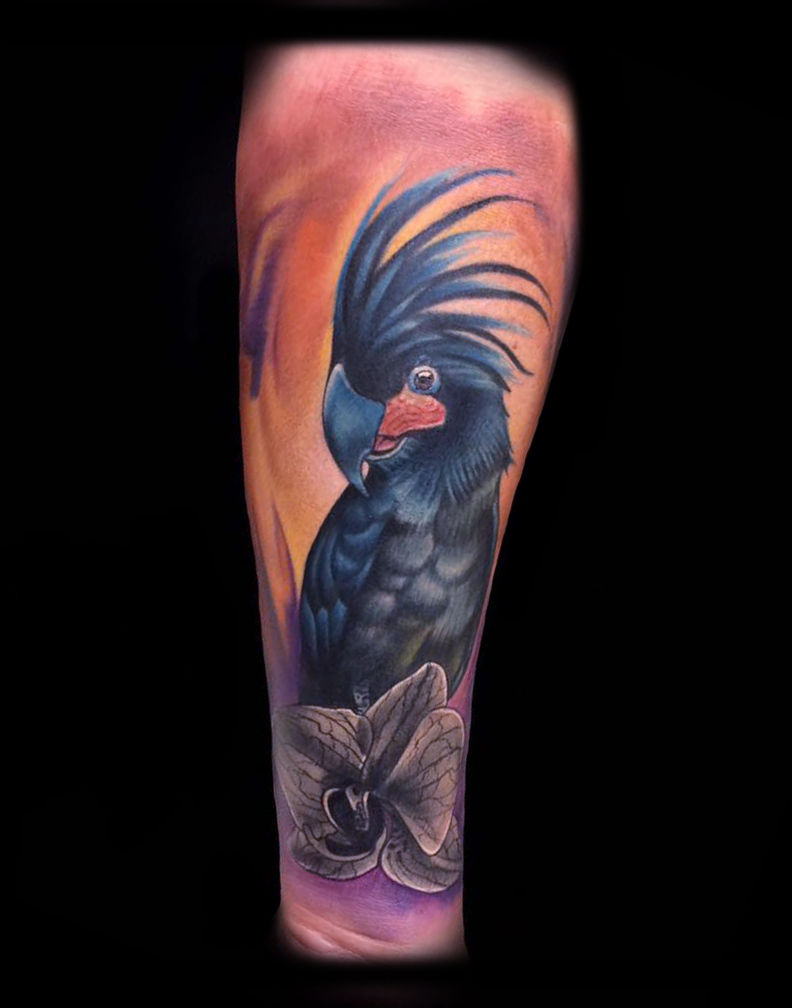 Black_palm_cockatoo