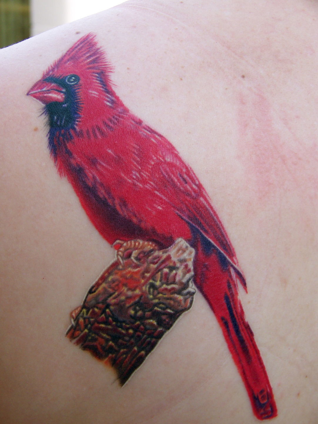 Jason_wilson_cardinal