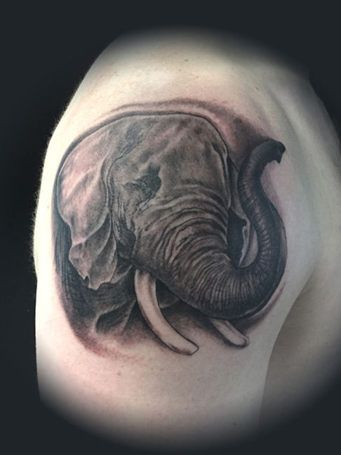 Elephant