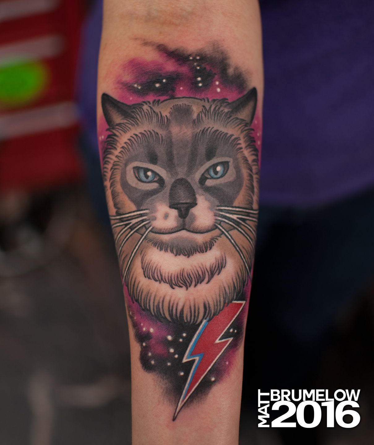 Leslie_campbell_ziggy_cat