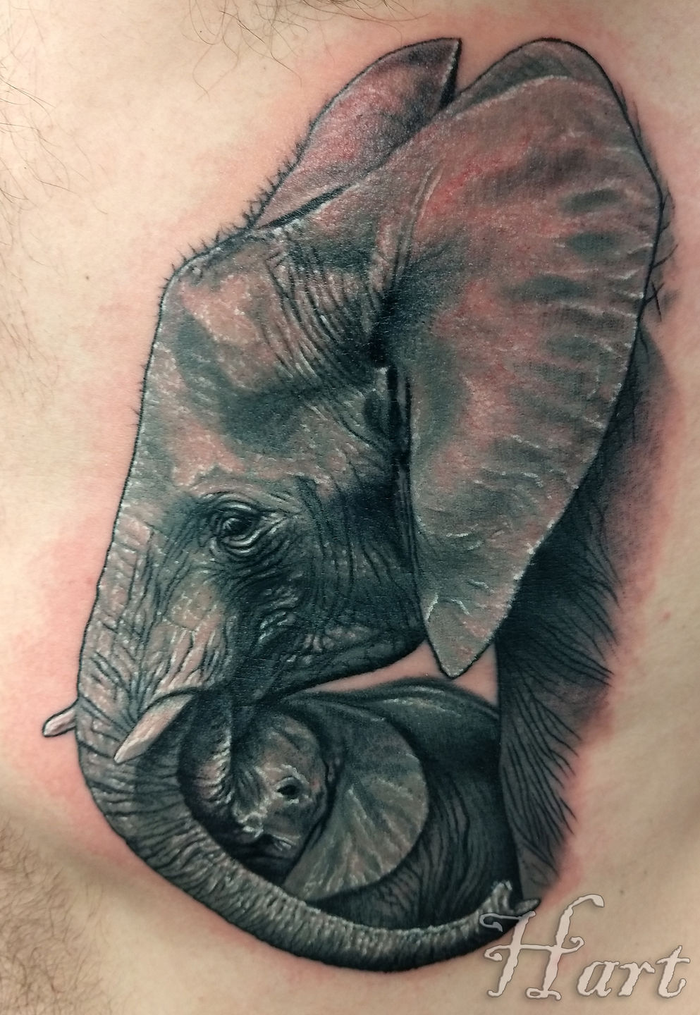 Elephant