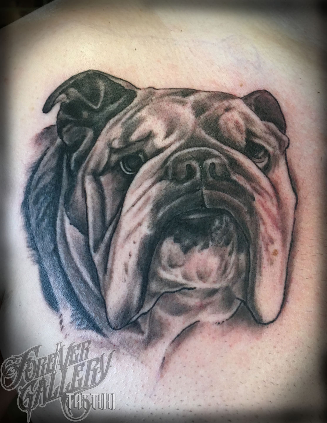 Bulldog