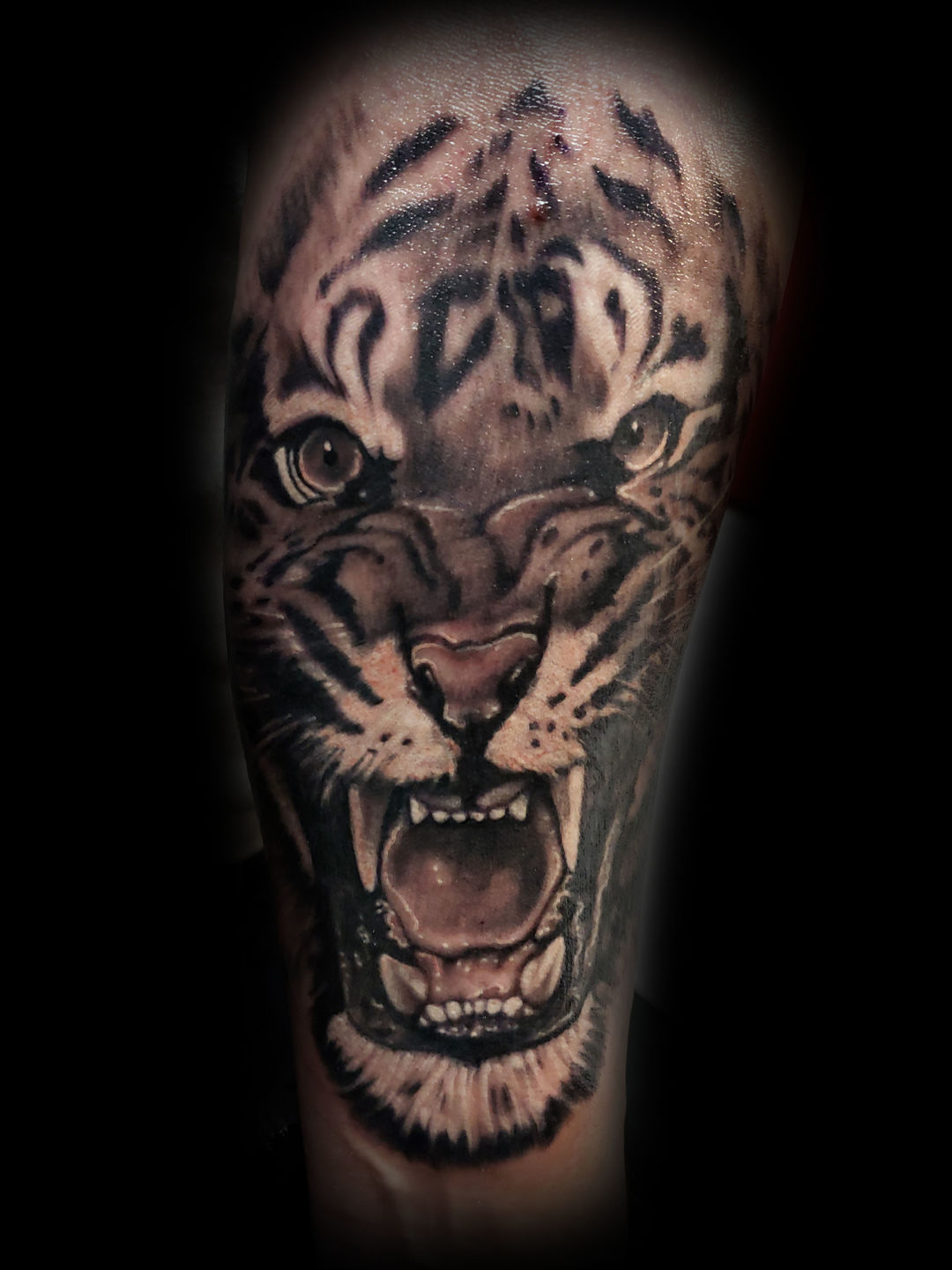 Tiger_forearm