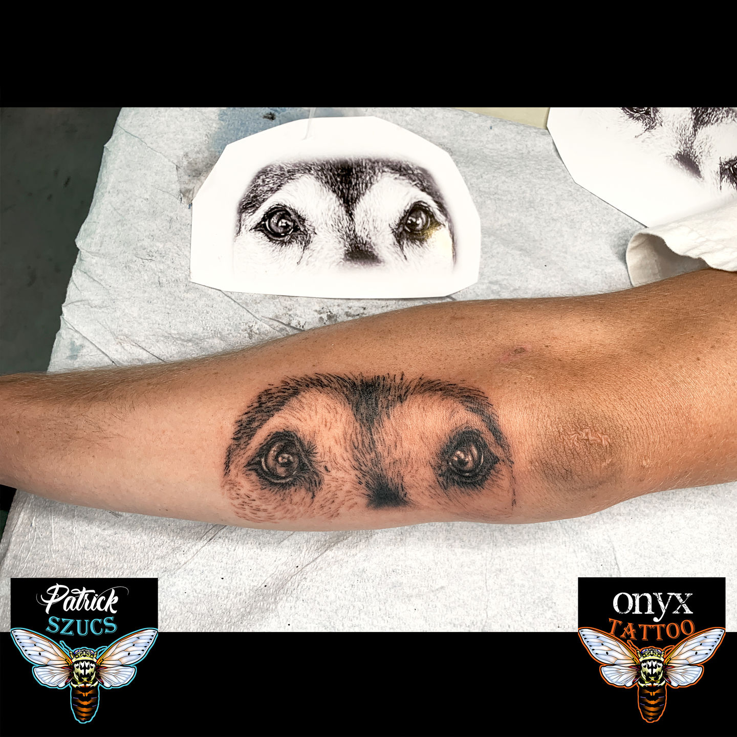 Dog-eye-50_-2_(df5thy6)