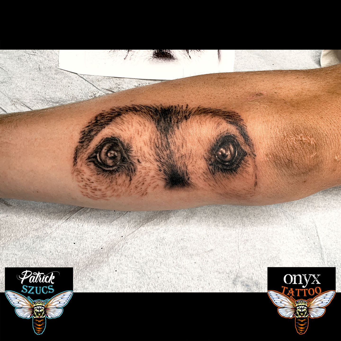 Dog-eye-50__(df5thy6)