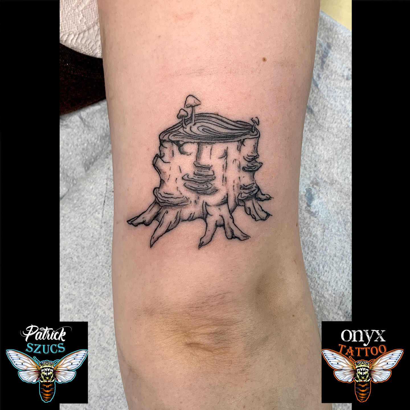 Tree-stump-50__(alej6)